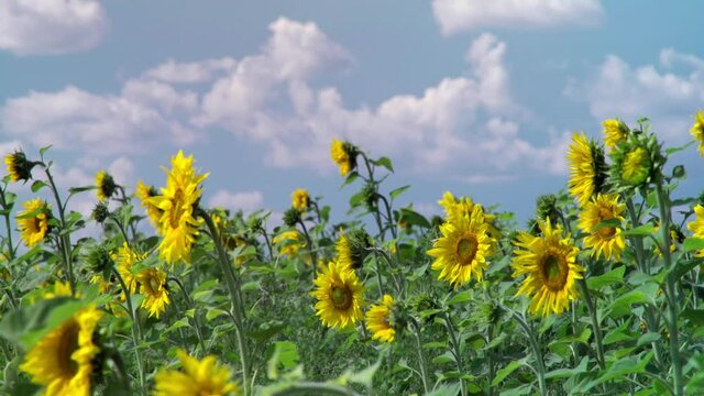 Feilds of sunflowers at noon with bees and shadows from the clouds