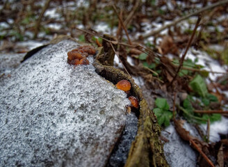 orange mushrooms on a stump in winter, Moscow