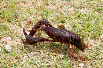 American crab, Procambarus clarkii in attack position