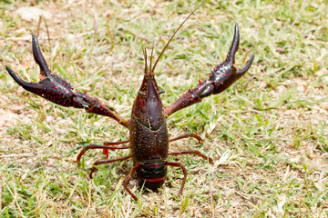 Cangrejo americano (Procambarus clarkii),  de espalda en posición de ataque.
