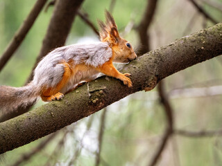 Naklejka na ściany i meble Red squirrel sits on a tree branch. Spring molt. The fur changes from gray to red. Squirrel sniffs a branch.