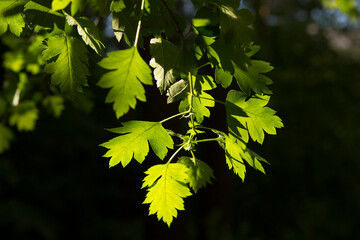 Fresh green spring or summer leaves on a black background of a deep thicket of forest or park. The sun's rays shine on the trees. Close-up.