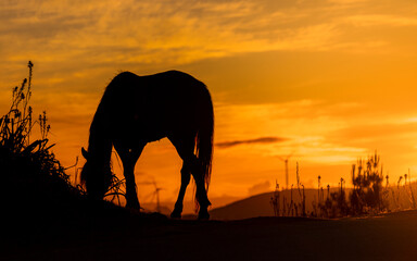 Obraz na płótnie Canvas Silhueta de cavalo selvagem a pastar ao pôr do sol