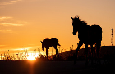 Obraz na płótnie Canvas Silhueta de cavalo selvagem ao pôr do sol