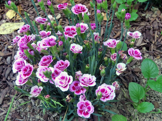 Œillets roses