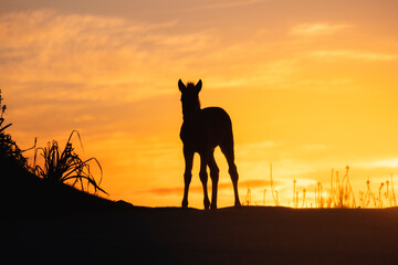 Silhueta de cavalo selvagem ao pôr do sol