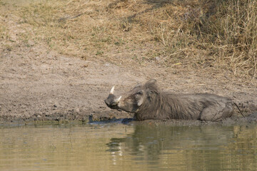 Fototapeta premium Common warthog (Phacochoerus africanus) enjoying a mud bath in Kruger, South Africa