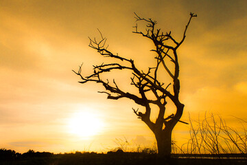 tree in the sunset