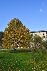 Naklejka premium beautiful autumn in the park