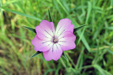 A close-up of a pink flower of a long-stalked crane's-bill