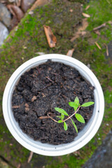 Young pomegranate plant in recycle container