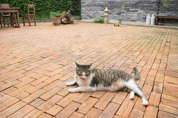 Domestic cat chilled in vintage garden