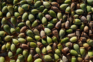 Textura semilla de amapola