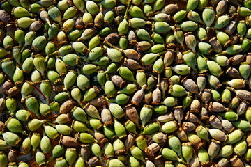 Textura semilla de amapola