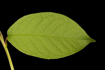 Bird Cherry (Prunus padus). Leaf Closeup