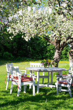 Table and chairs in the lush garden with apple tree on a summer day. Flower bouquet picked from the garden in a vase on the table. Photo taken in Sweden.