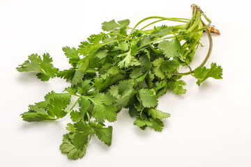 Green coriander or cilanto leaves heap