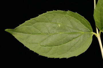 Mock-Orange (Philadelphus coronarius). Leaf Closeup