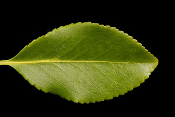 Fortune's Spindle (Euonymus fortunei). Leaf Closeup