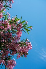 Vertical shot of beautiful pink oleander flowers under the clear blue sky