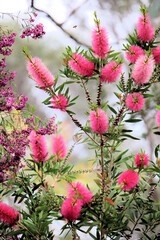 Pink Bottlebrush (Callistemon), South Australia