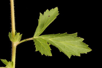 Eastern Avens (Geum aleppicum). Leaf Closeup