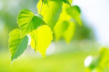 Green birch leaves lit by the bright rays of the sun. Joyful summer mood. Close-up. Defocus. Tree...