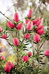 Pink Bottlebrush (Callistemon), South Australia