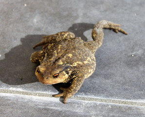Crapaud