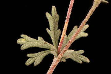 Silver Cinquefoil (Potentilla argentea). Leaf Closeup