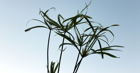 Papyrus à la tombée de la nuit