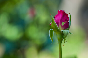 
delicate red rose bud on a green background