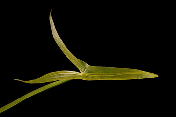 Arrowhead (Sagittaria sagittifolia). Leaf Closeup