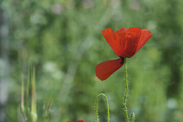 Obraz premium Naturaleza, Flores, Macro, Primavera, Amapola, Rojo
