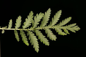 Tansy (Tanacetum vulgare). Leaf Closeup