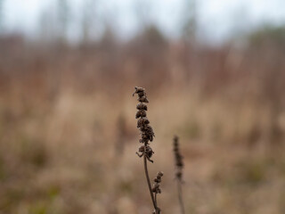 wild grass in a field in late autumn, Russia