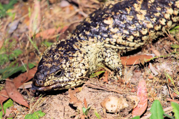 Head of Shingleback Lizard (Tiliqua rugosa), showing blue tongue, South Australia