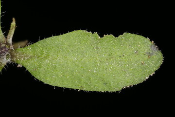Thale Cress (Arabidopsis thaliana). Leaf Closeup