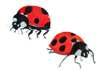 ladybugs watercolor isolated on white background, illustration, insects, ladybug