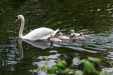 Cute swan family with little swans and fledglings escorted by a mother swan as family trip on a pond or lake with cute little biddies of a european cygnet touching, adorable and lovable wildlife