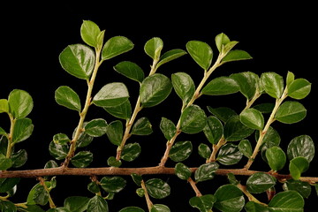 Wall Cotoneaster (Cotoneaster horizontalis). Leaves Closeup