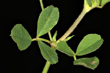 Black Medick (Medicago lupulina). Stem and Leaves Closeup