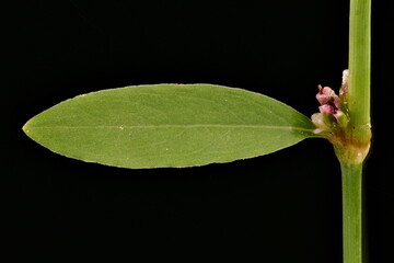 Common Knotgrass (Polygonum aviculare). Leaf Closeup