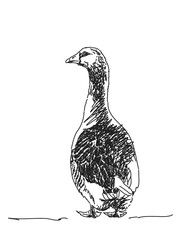 Goose from back Vector Sketch Hand drawn illustration