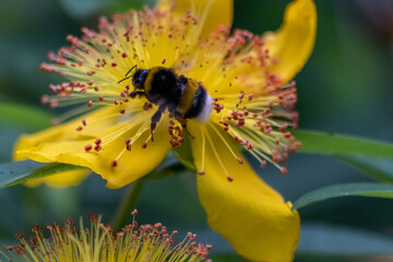 Busy bumblebee pollinating a yellow blossom in spring and summer with much copy space and a blurred background shows a clumsy bee insect during dusting and collecting pollen for honey