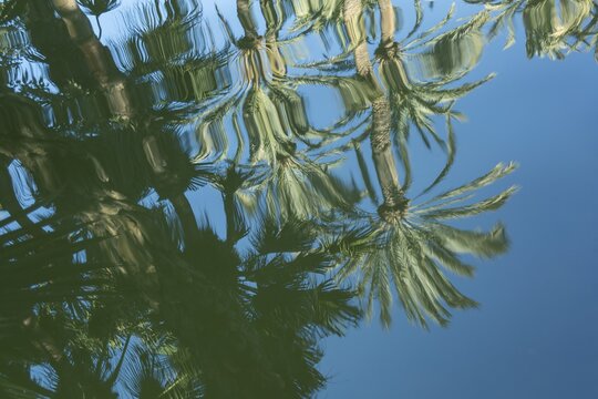 Closeup shot of palm trees reflecting in the water