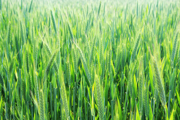 A field with green ears in Baden-Wuerttemberg, Germany
