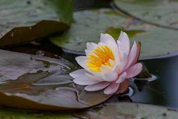 Tropical beautiful water lily in full blow on a tranquil water surface with clear and meditative...