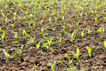 Fresh green stems growing in the field	
