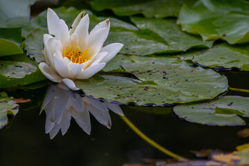 Tropical beautiful water lily in full blow on a tranquil water surface with clear and meditative reflection shows zen meditation and buddhism in consistence with nature, body and soul in modern times